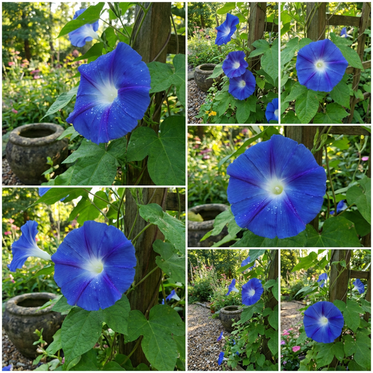 Ocean Dream Japanese – Garden Flower Seeds