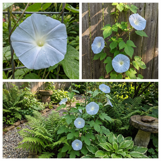 Silver Lining Japanese – Garden Flower Seeds