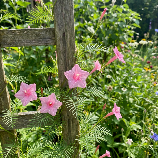 Pink Cypress Vine – Garden Flower Seeds