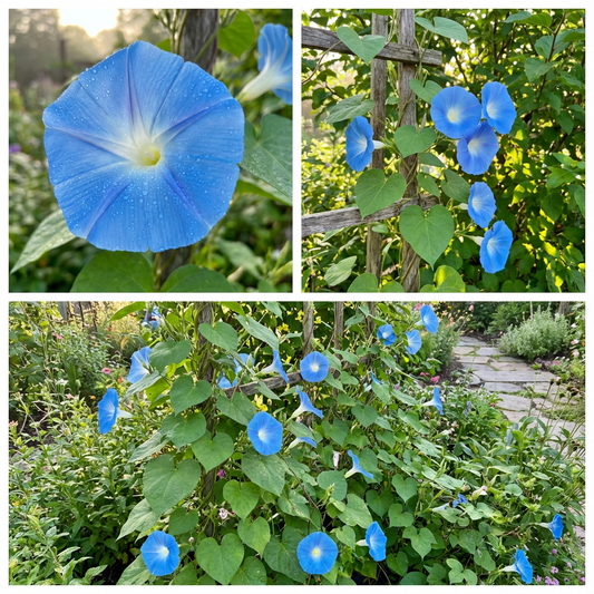 Clarkes Heavenly Blue – Colorful Flower Seeds