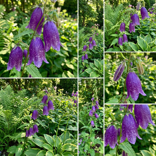 Royal Bell Japanese – Garden Flower Seeds