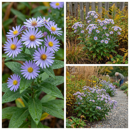 Smooth Blue Aster – Hardy Wildflower Garden Seeds