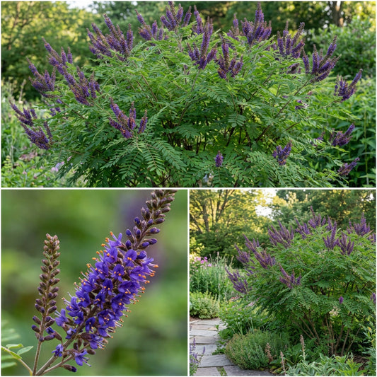 False Indigo Bush Amorpha Fruticosa – Hardy Flower Shrub Seeds