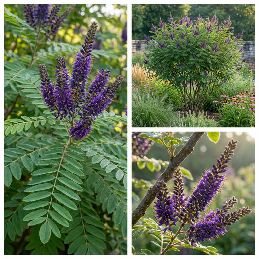 False Indigo Bush Amorpha Fruticosa – Hardy Wildflower Garden Seeds