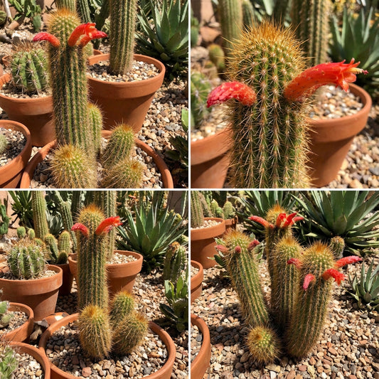 Cleistocactus Tominensis – Succulent Cactus Garden Seeds