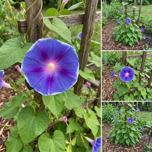 Blue Bamboo Firefly – Garden Flower Seeds