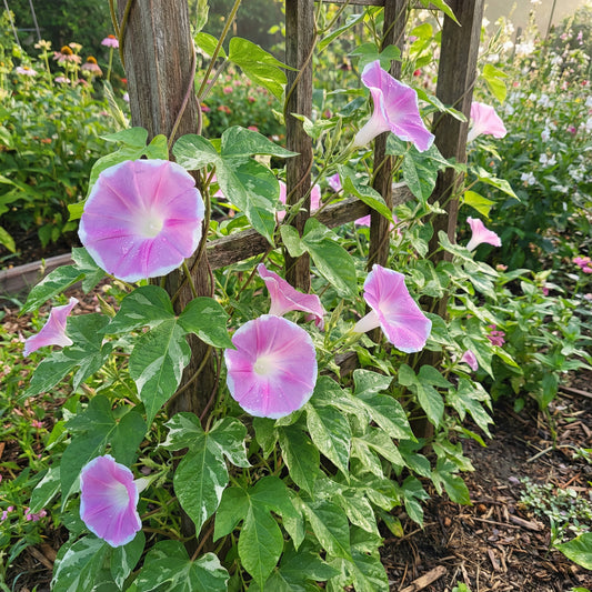 Pink Calypso Japanese – Garden Flower Seeds