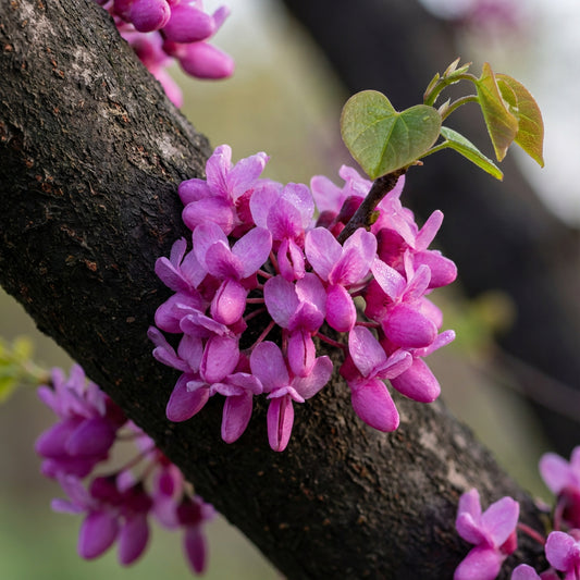 Judas Tree (cercis Siliquastrum) 20xeastern Redbud Seeds Homegrown Beautiful – Hardy Fruit Tree Seeds