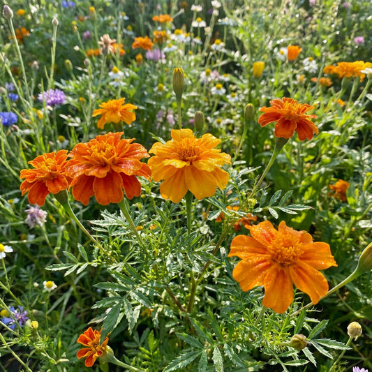 Crackerjack African Marigold Wildflower Seeds Everwilde Farms Mylar Packet – Perennial Flower Seeds