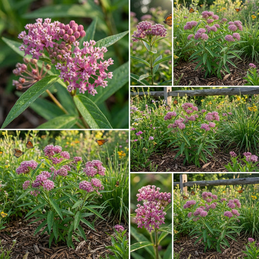 Swamp Milkweed Asclepias Incarnata – Native Perennial Flower Seeds