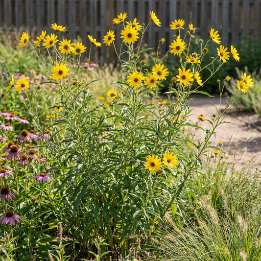 Maximilian Sunflower Helianthus Maximiliani – Tall Perennial Flower Seeds