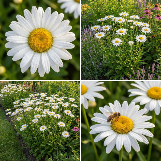 Shasta Daisy Alaska – Perennial Butterfly Attracting Flower Seeds