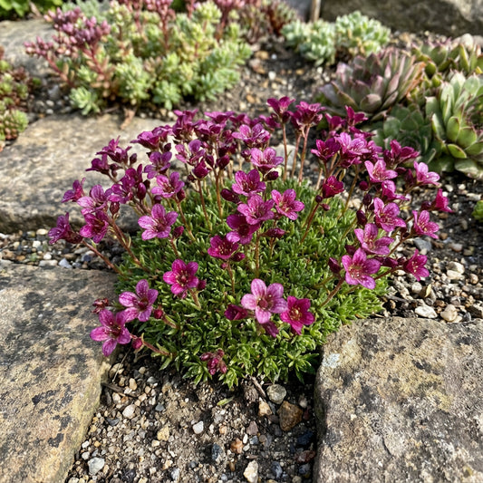 Rockfoil Saxifraga Arendsii – Purple Robe Garden Flower Seeds
