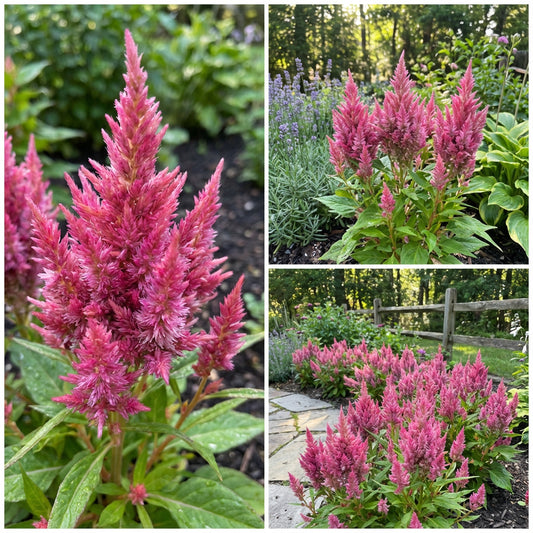 Celosia Nana Glitters Salmon Pink Celosia Plumosa – Dwarf Garden Flower Seeds