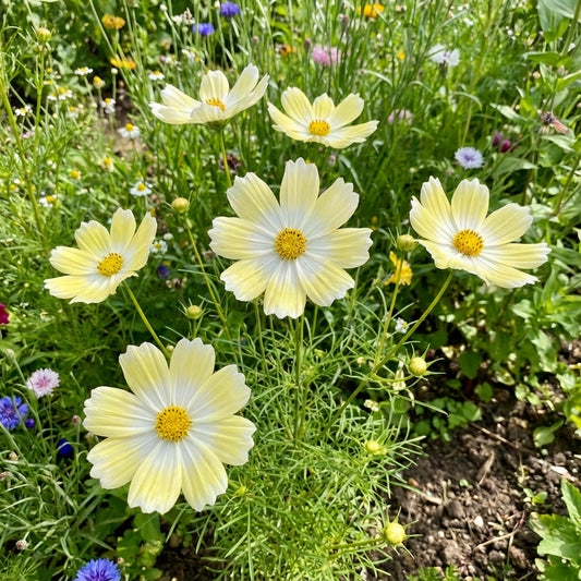 Daydream Cosmos – Colorful Wildflower Garden Seeds