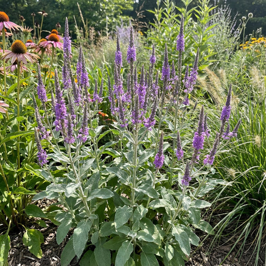 Hoary Vervain – Hardy Wildflower Garden Seeds