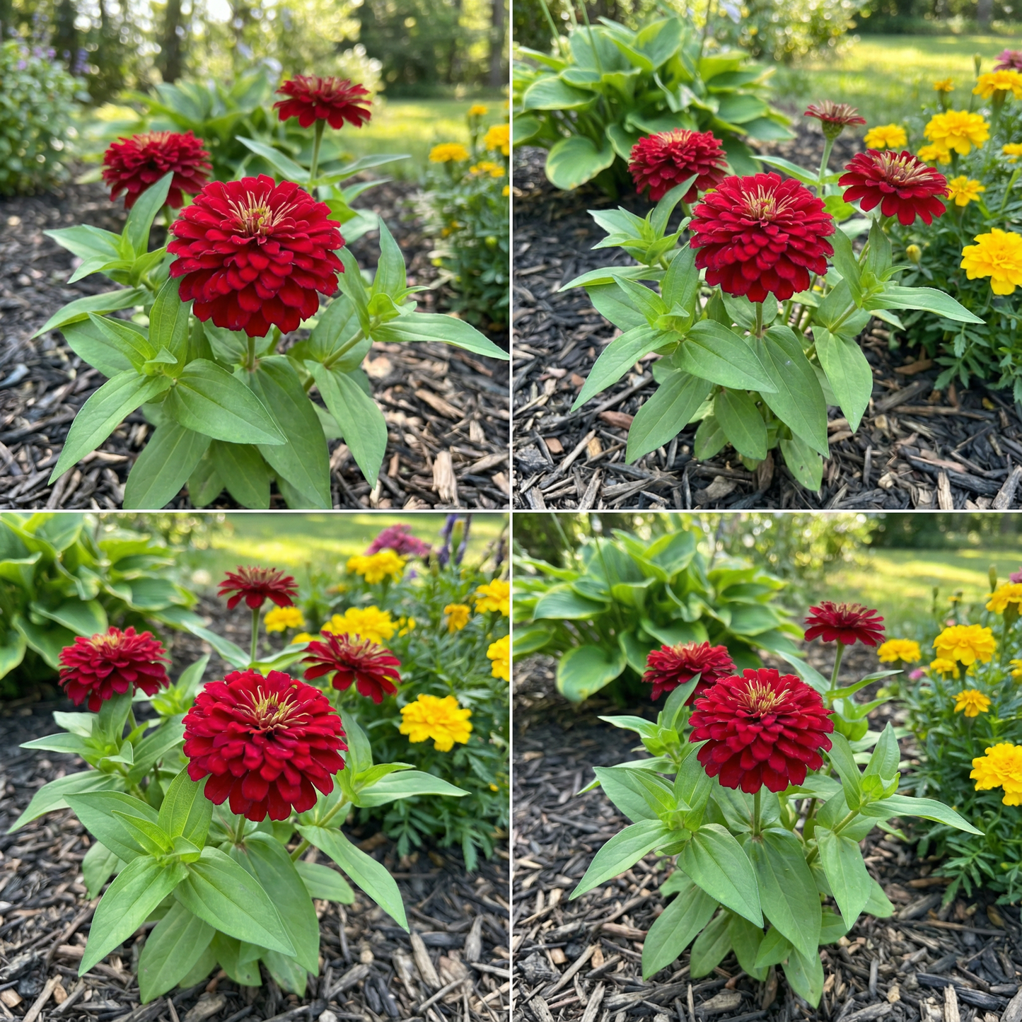 Aster Callistephus Chinensis – Gremlin Red Double Flower Seeds