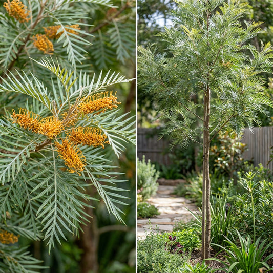 Southern Silky Oak Grevillea Robusta – Ornamental Tree Seeds