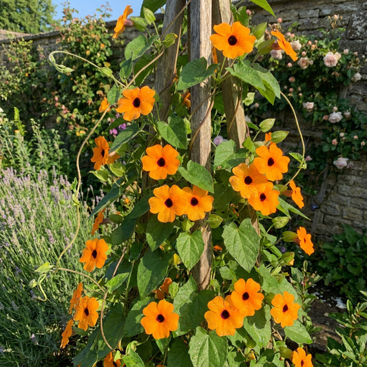 Black Eyed Susan Vine – Climbing Wildflower Garden Seeds