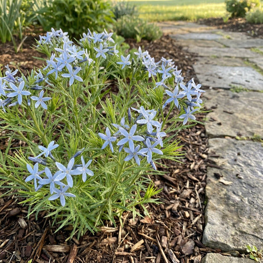 Blue Star – Hardy Wildflower Garden Seeds