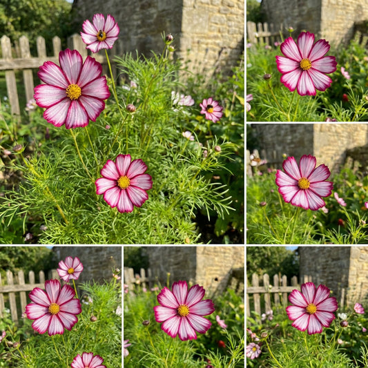 Candystripe Cosmos – Colorful Wildflower Garden Seeds