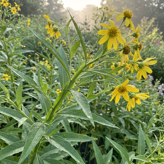 Wingstem – Native Wildflower Garden Seeds
