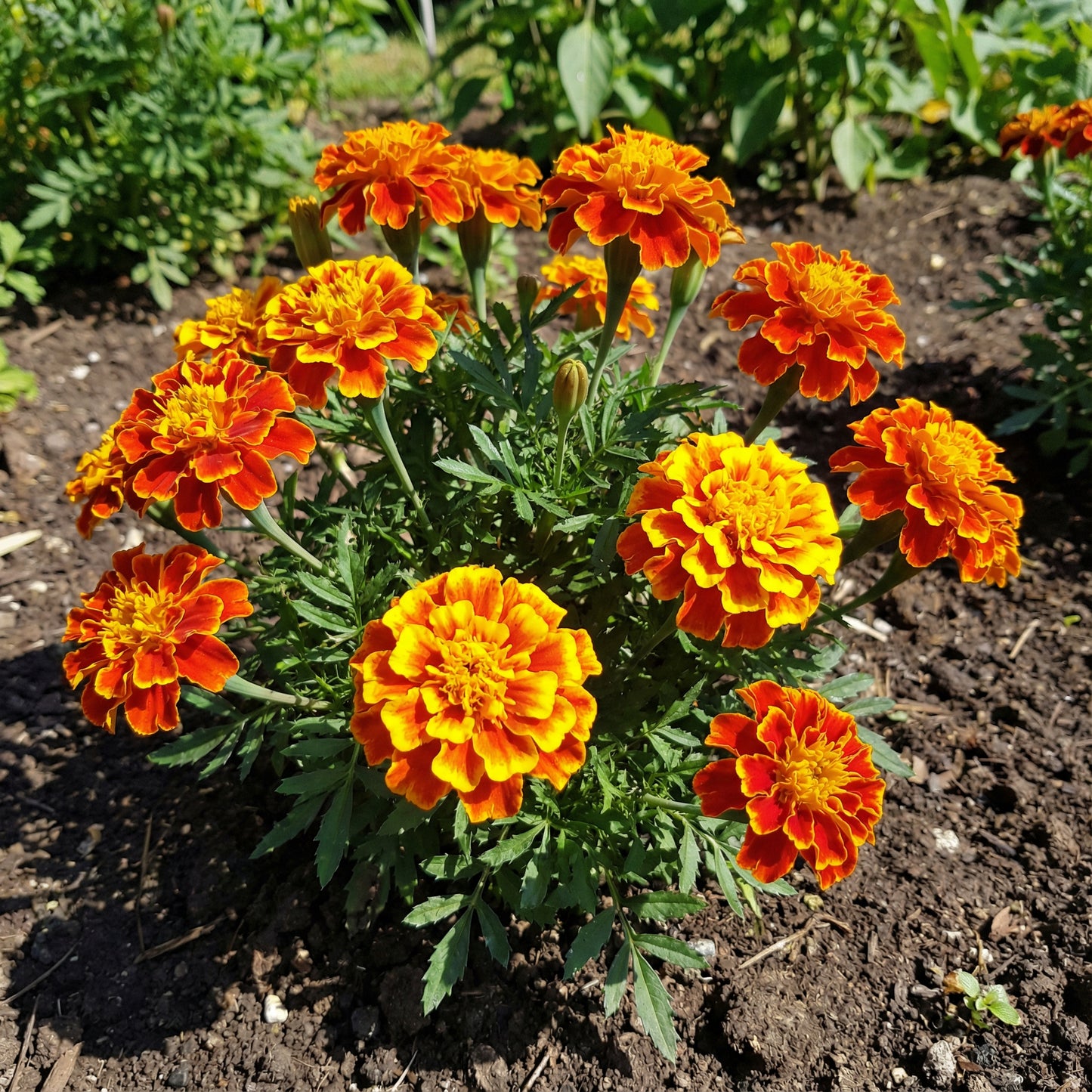 French Marigold – Big Orange and Yellow Flower Seeds