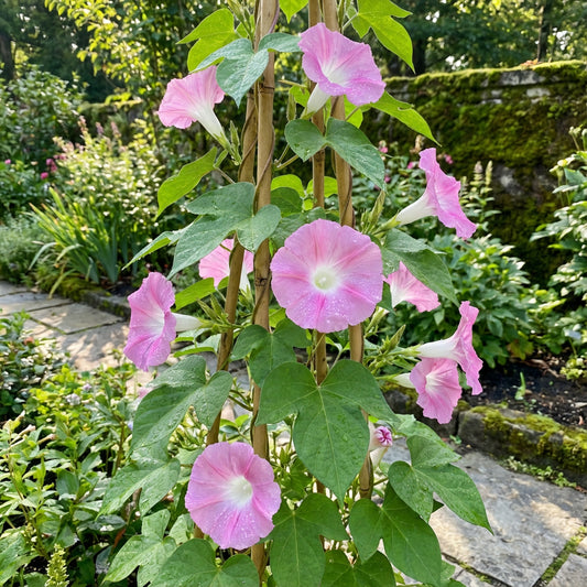 Furisode Japanese Morning – Garden Flower Seeds