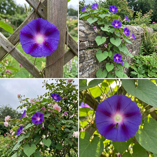 Purple Tide Ushio – Garden Flower Seeds