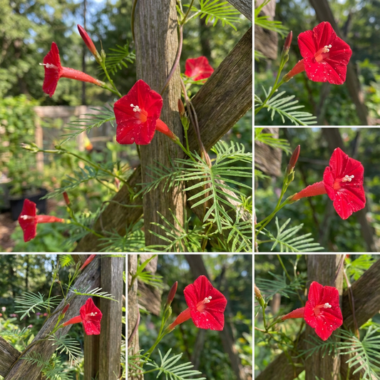 Cardinal Climber Ipomoea – Garden Flower Seeds