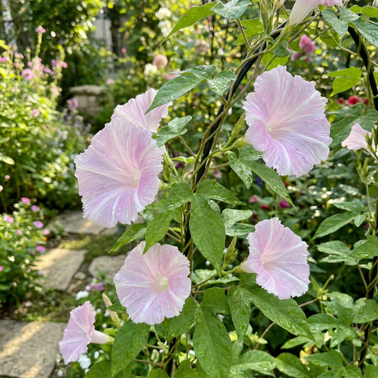 Pale Pink Hige – Garden Flower Seeds