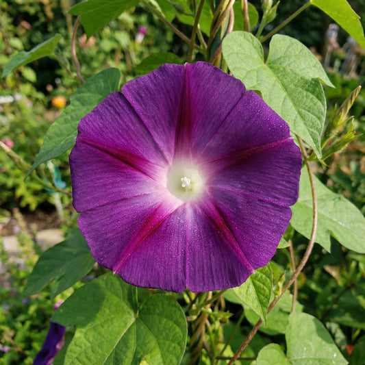 Phoenicia Japanese Morning – Garden Flower Seeds