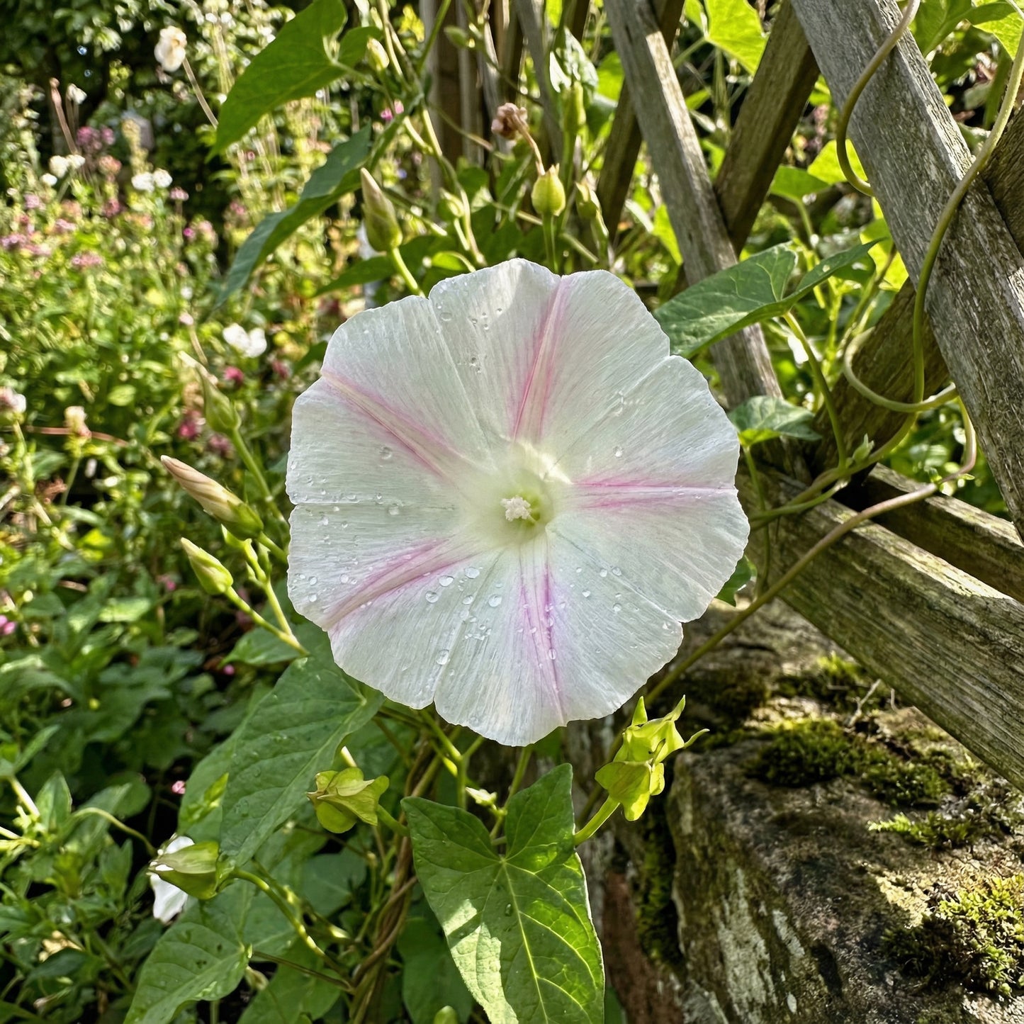 Pink Streaked Reverse – Garden Flower Seeds