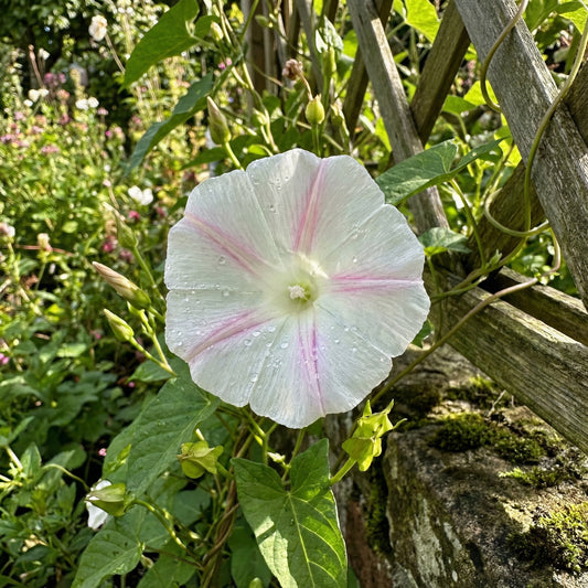 Pink Streaked Reverse – Garden Flower Seeds