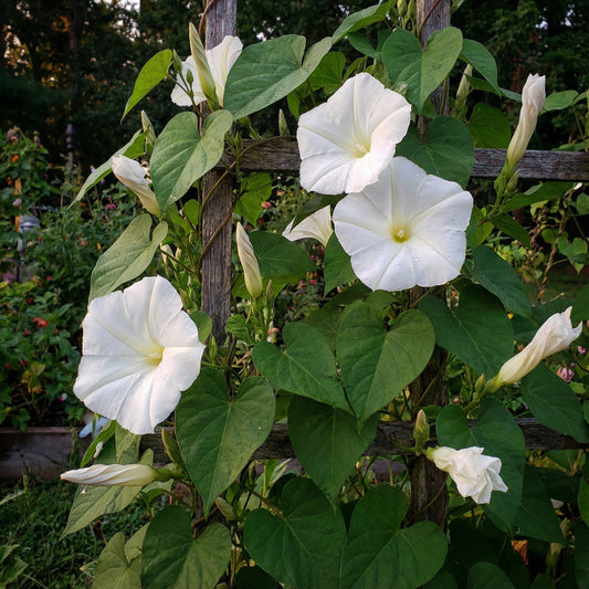 Crystal Bells Ipomoea – Garden Flower Seeds