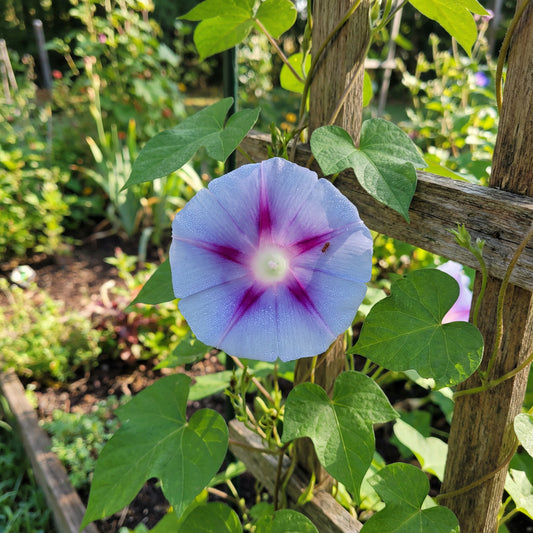 Angel Heart Japanese – Garden Flower Seeds