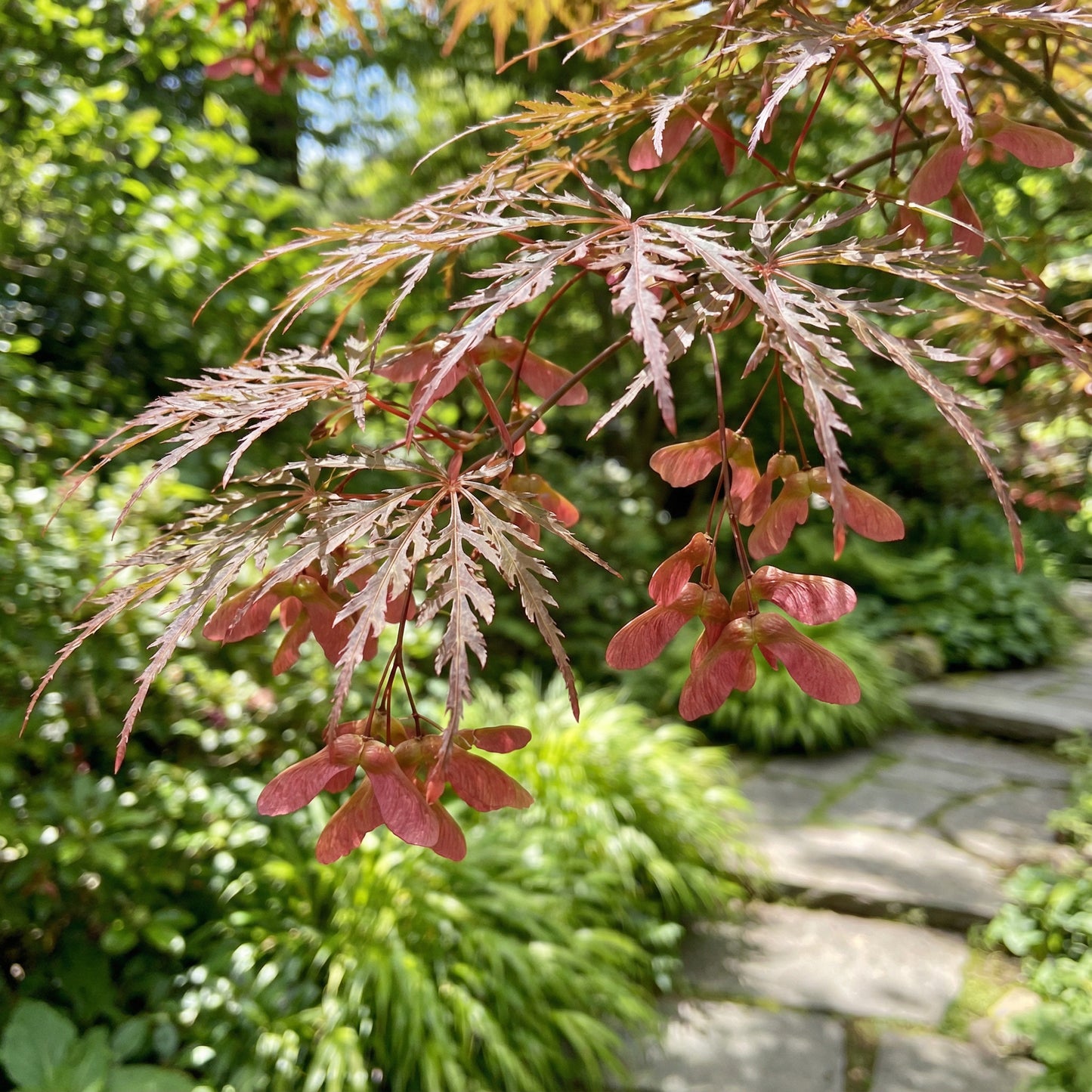 Pink Split Maple – Garden Flower Seeds