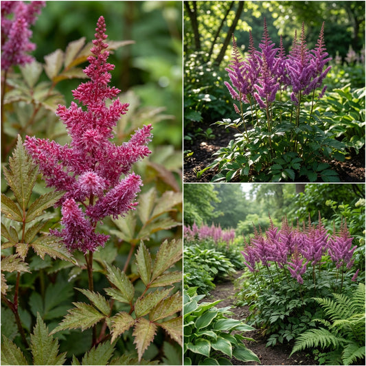 Astilbe Chinese Astilbe Chinensis – Shade Loving Perennial Flower Seeds