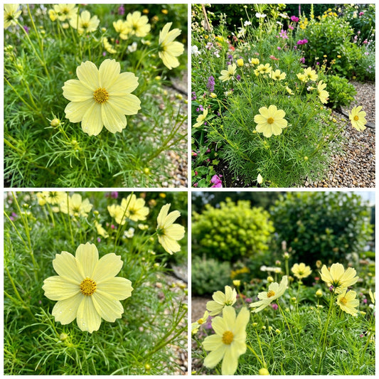 Cosmos Sonata Yellow Cosmos Bipinnatus – Compact Garden Flower Seeds
