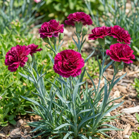 Carnation Chabaud Magenta Dianthus Caryophyllus – Premium Garden Flower Seeds