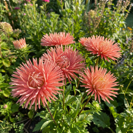 Aster Needle Unicum Salmon Pink Callistephus Chinensis – Vibrant Garden Flower Seeds