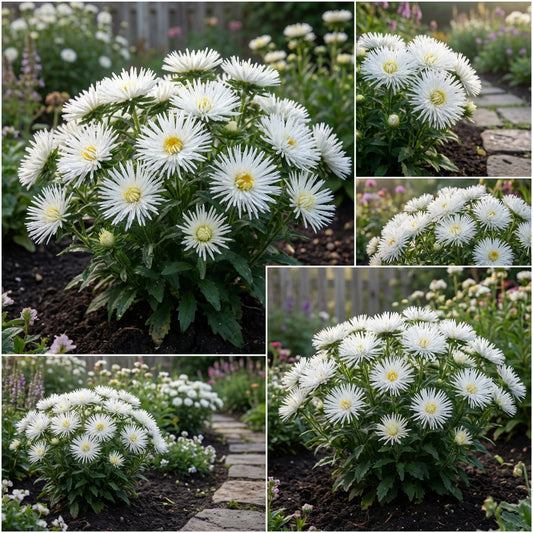 Aster Needle Unicum White Callistephus Chinensis – Vibrant Garden Flower Seeds