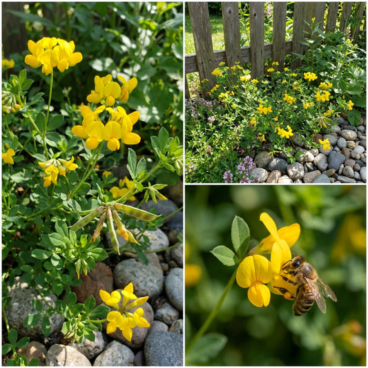 Bird's Foot Trefoil Lotus Corniculatus – Hardy Perennial Garden Seeds