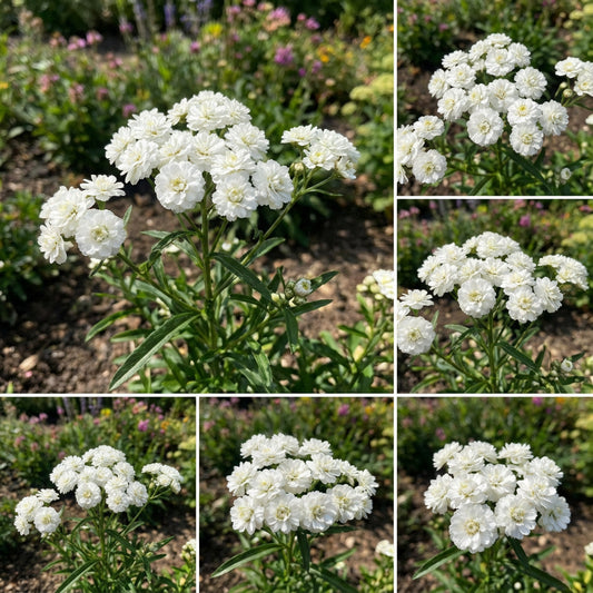 Yarrow Pearl Achillea Ptarmica – Perennial Flower Garden Seeds