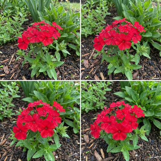 Phlox Red Phlox Drummondii – Vibrant Garden Flower Seeds
