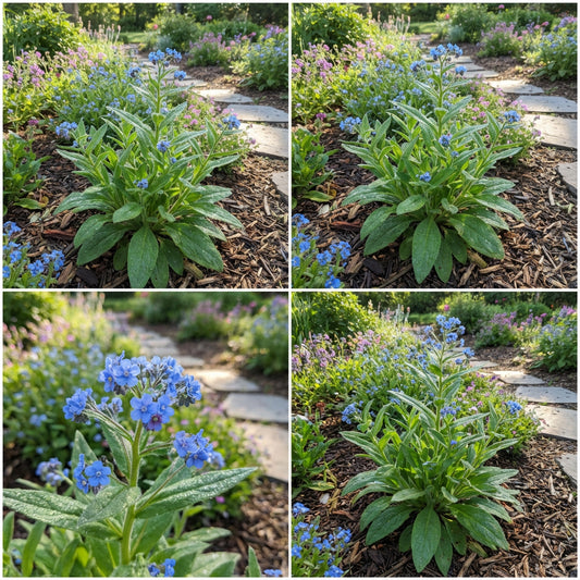 Forget Me Not Chinese Blue Cynoglossum Amabile – Heirloom Flower Seeds