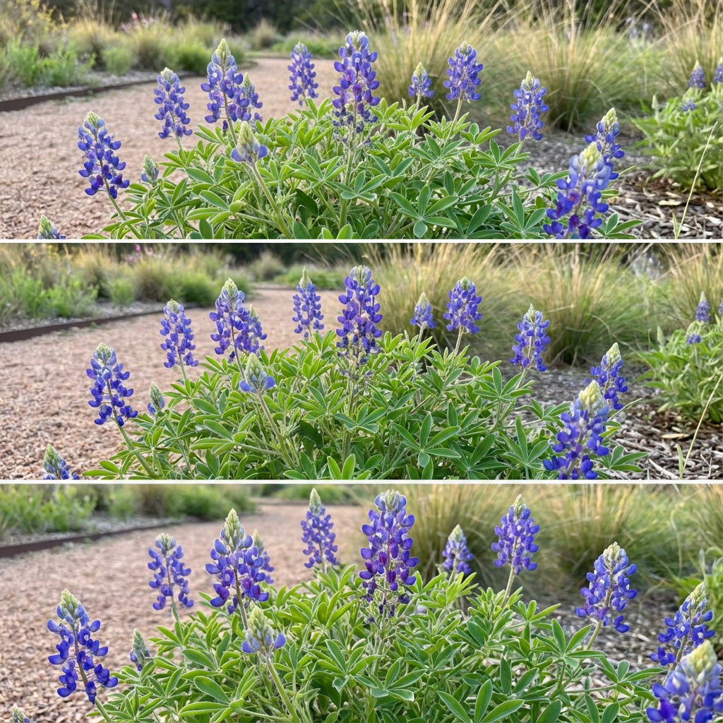 Texas Wild Lupine – Colorful Wildflower Garden Seeds