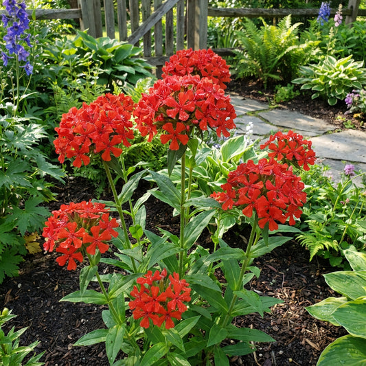 Maltese Cross Lychnis Chalcedonica – Colorful Wildflower Seeds