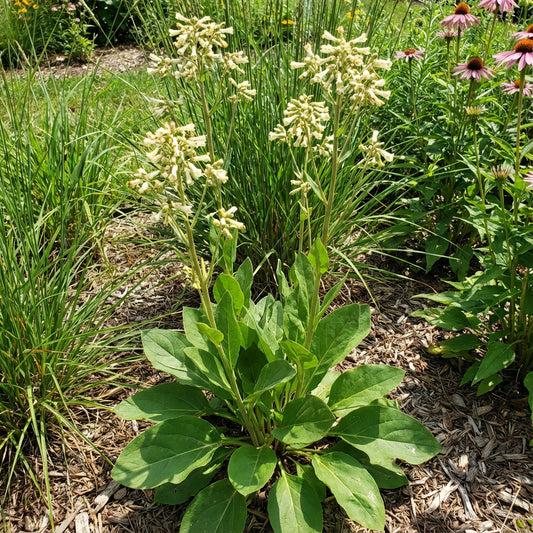 Prairie Indian Plantain – Hardy Wildflower Garden Seeds