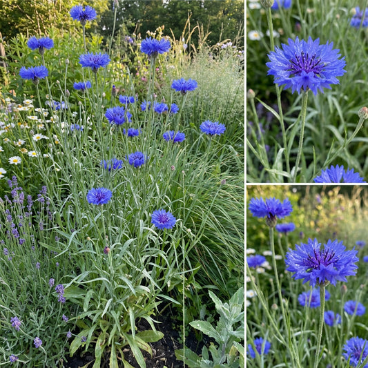 Tall Blue Bachelor Button Cornflower – Colorful Wildflower Seeds